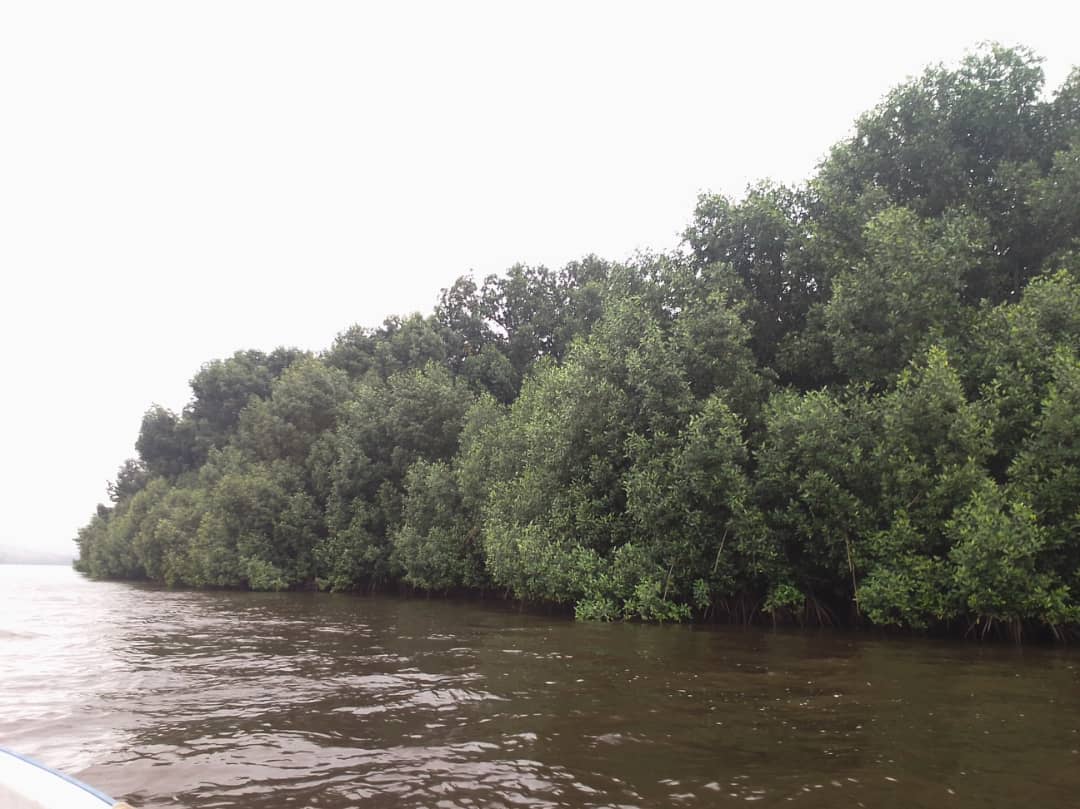 Environnement : L’ICCN lève le ton contre la coupe des Mangroves pour fabriquer les charbons du bois et d’autres pratiques illicites