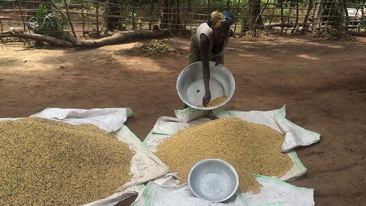 Kwilu : La hausse des produits agricoles dans la ville de Kikwit