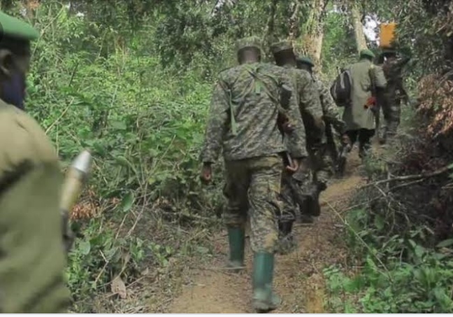 Nord-Kivu : Deux terroristes ADF neutralisés par la coalition FARDC/ UPDF