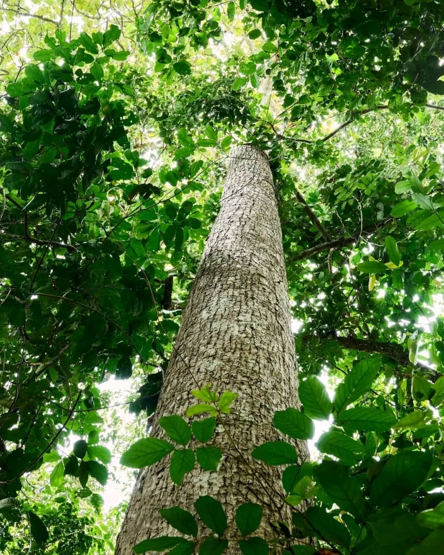 Environnement: Ebuteli et le GEC rendent public un rapport sur les attentes et désillusion de financements climatiques en RDC