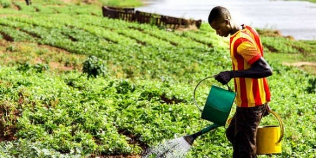 RDC : Pour la campagne agricole 2024-2025, tous les congolais sont appelés à cultiver