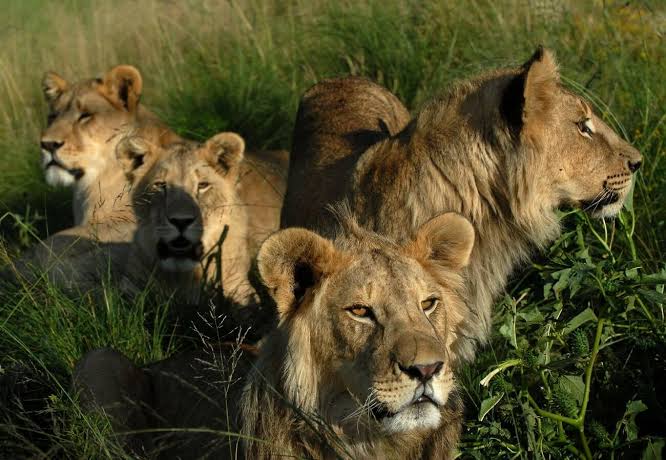 Lubumbashi : Quatre lionnes évadées maîtrisées grâce à l’expertise d’un vétérinaire