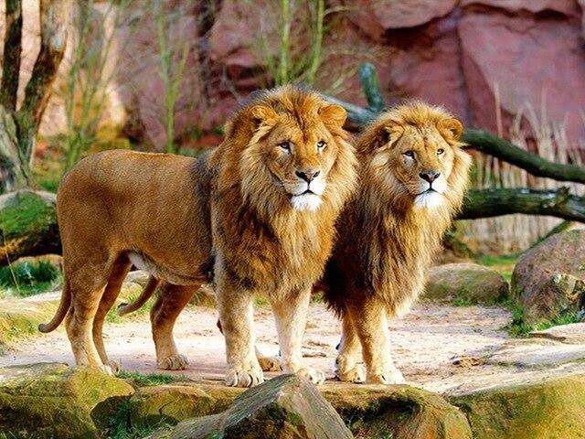 Lubumbashi : Deux lions en cavale après leur fuite de la ferme Benjin, la population appelée à la vigilance