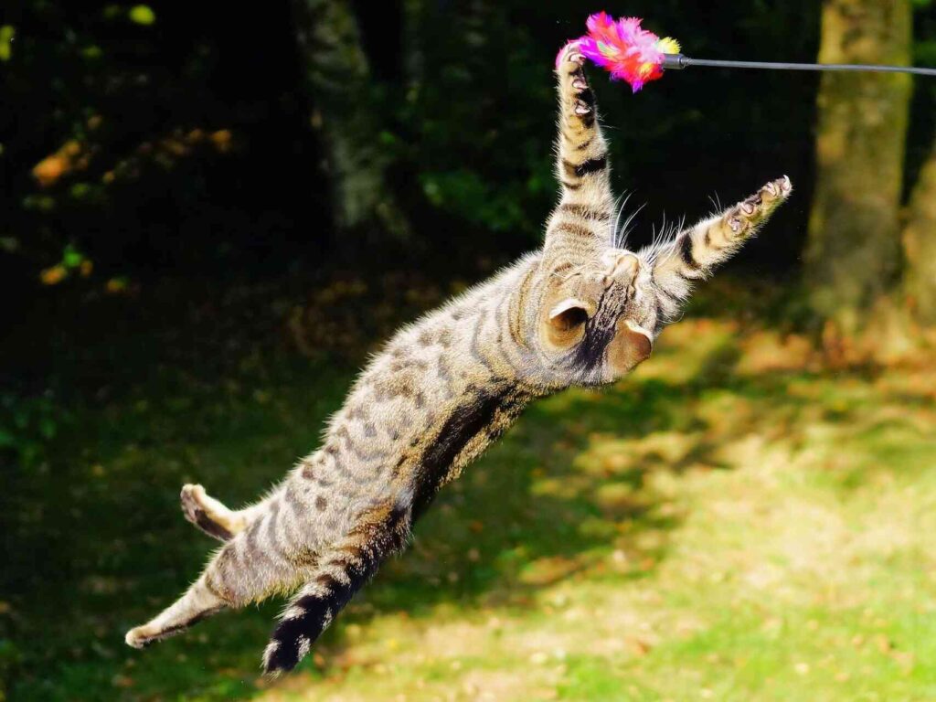 Pourquoi les chats retombent (presque) toujours sur leurs pattes ? Des chercheurs éclaircissent enfin le mystère